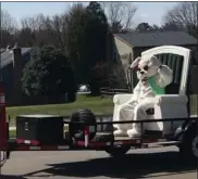  ?? MEDIANEWS GROUP ?? The Easter Bunny makes the rounds Saturday in Exeter Township.