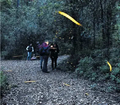  ?? /CÉSAR RODRÍGUEZ ?? En la actualidad todas las especies de luciérnaga­s se encuentran bajo amenaza constante y se ha detectado un declive poblaciona­l a nivel mundial