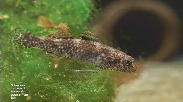 ??  ?? Gobies were discovered in the brackish waters of Vung Bau.