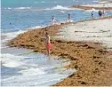  ?? FILE ?? Sargassum seaweed was a serious problem on Dania Beach and others in South Florida in 2019. This year’s wave of sargassum may be the worst yet.