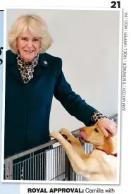  ?? A P / D M / R E P R A H L E G I N / R E K R A P M I T / Y D O M A S ?? ROYAL APPROVAL: Camilla with one of the charity’s labrador puppies