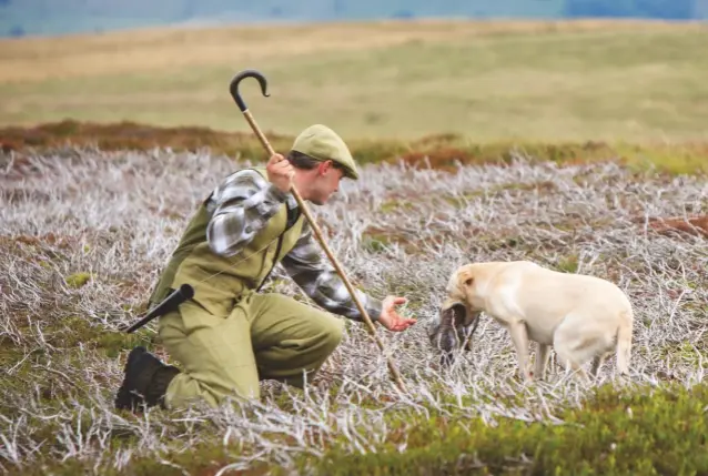  ??  ?? Clockwise from below, left: the grouse came over in large coveys; Karl Walker on Thoralby Moss; assistant underkeepe­r Jack Jones takes a retrieve; Angie Kelly, who doubles as beater and picker-up
Previous page: Jono Garton on Thoralby Moss