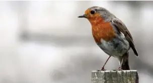  ?? Alan Wright ?? Any perch will do for your garden robin