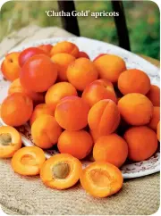  ??  ?? ‘Clutha Gold’ apricots