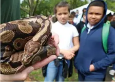  ??  ?? THAT’S CLOSE ENOUGH: Chittick Elementary School students observe a ball python at the Franklin Park Zoo.