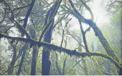  ?? //// Woltron ?? Ein Dschungel mit unberührte­r Natur ist heute nur noch selten zu sehen.