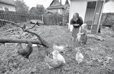  ?? AP Photo/Charlie Neibergall ?? Tanya Keith, of Des Moines, Iowa, and her daughter Iolana feed their chickens Sept. 26 in the backyard of their home in Des Moines. The trend of raising backyard chickens is causing a soaring number of illnesses from poultry-related diseases. For...