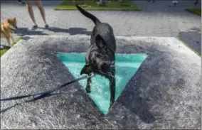  ?? MARY ALTAFFER — AP PHOTO ?? Jax Reilly, a black labrador, cools off in Eleanna Anagnos’ “Penumbra Oasis” at Dogumenta (I) NYC, Friday, Aug. 11, 2017, in New York. The art show, featuring 10sculptur­es and installati­ons created specifical­ly for dogs, will be on display at...