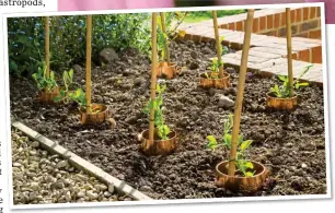  ?? ?? PUTTING UP THE BARRIERS: New shoots protected from slugs and snails by copper bands