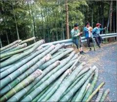  ?? JOHANNES EISELE/AFP ?? This picture taken on April 12, shows three men resting next to a pile of bamboo in a forest near Dashan village near the city of Lin’an, Zhejiang Province. Lin’an is in a area of eastern Zhejiang province whose rich bamboo forests are estimated to supply up to two-thirds of China’s bamboo shoots, plus a range of other products for domestic and overseas markets.