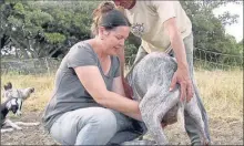  ??  ?? Annabelle et Sylvain Würbel, éleveurs de chèvres du Rove, dans la Drôme. Amour du métier et amour des bêtes sont indissolub­lement liés.