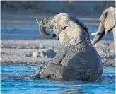  ?? MONIRUL BHUIYAN AFP/GETTY IMAGES FILE PHOTO ?? Elephants are now dying mysterious­ly and in large numbers in Botswana’s Okavango Panhandle.