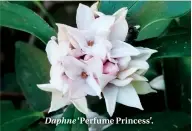  ??  ?? Daphne ‘Perfume Princess’.