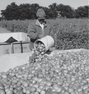  ?? FOTO: EL DEBATE ?? > Comerciali­zación de tomate en el estado.