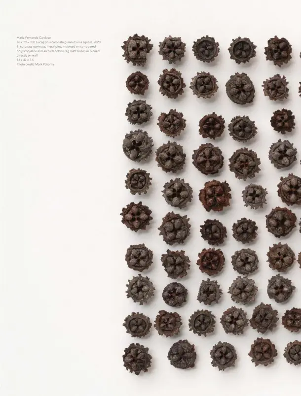  ?? Photo credit: Mark Pokorny ?? Maria Fernanda Cardoso
10 x 10 = 100 Eucalyptus coronata gumnuts in a square, 2020 E. coronata gumnuts, metal pins, mounted on corrugated polypropyl­ene and archival cotton rag matt board or pinned directly on wall
43 x 47 x 3.5