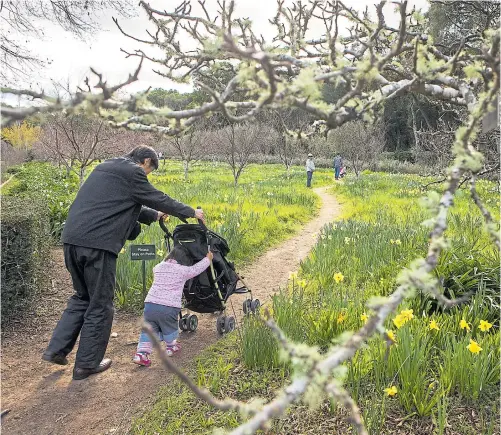  ??  ?? Top: Visitors head into the “Daffodil Daydreams” walk at Filoli Historic House and Garden in Woodside.
LIPO CHING/STAFF