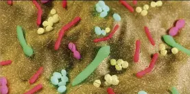  ??  ?? The microbiome is a hot topic at the moment, and research suggests the diversity of our gut bacteria ( pictured) could be linked to our mental and physical health