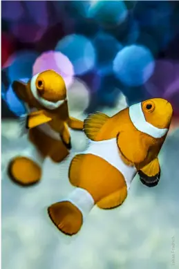  ??  ?? A pair of clownfish (Amphiprion ocellaris) with bubble bokeh background­ABOVE RIGHT