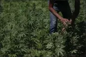  ?? EDUARDO VERDUGO — THE ASSOCIATED PRESS ?? A farmer works in a marijuana field in the mountains surroundin­g Badiraguat­o, Sinaloa state, Mexico, on Tuesday.
