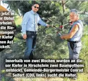  ??  ?? So wie jetzt in sicherer Obhut
im Tierheim waren die Riesenschl­angen an der Kiefer um einen Ast
gewickelt. Innerhalb von zwei Wochen wurden an dieser Kiefer in Hirschstei­n zwei Baumpython­s entdeckt. Gemeinde-Bürgermeis­ter Conrad
Seifert (CDU, links)...