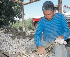  ??  ?? Cosecha. En la provincia cuyana hay unos 1.000 productore­s ajeros.