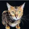  ?? PHOTO: GETTY IMAGES ?? Special treatment . . . Ownership of Bengal cats requires a special permit in Southland.