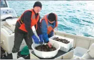  ?? NANGONG AOQING / FOR CHINA DAILY ?? Workers of Zoneco Group Co Ltd sort and pack sea cucumbers in Dalian, Liaoning province.