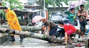  ??  ?? FEELING ‘URDUJA’ — Residents help one another in clearing the road of coconut trees and other debris as strong winds from tropical storm ‘Urduja’ started to whip this community in Sogod, Cebu yesterday. (Juan Carlo de Vela)