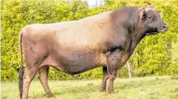  ?? ?? Jersey bull Careys CM Lexicon S2J is among the 27 young guns that have graduated into LIC's artificial breeding bull teams this spring.