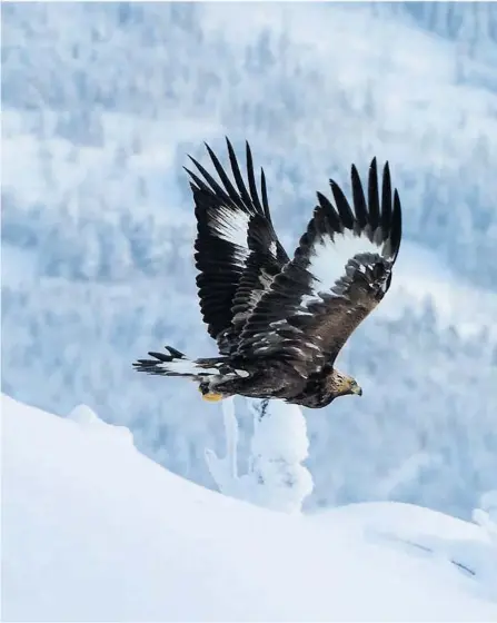  ??  ?? PÅ TUR: Ørna «Pjusken» fanga inn i Tokke. Den var veldig stakkarsle­g da fotografen såg den fyrste gong i 2010, men har