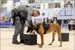  ?? HERALD PHOTO BY JUSTIN SIBBET ?? LPS Const. Braylon Hyggen sets up a box with the scent of heroin for his dog, Myke, as part of a demonstrat­ion during a police recruiting event.