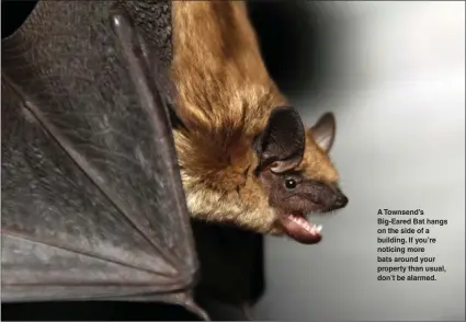  ?? Parks Canada photo ?? A Townsend’s Big-Eared Bat hangs on the side of a building. If you’re noticing more bats around your property than usual, don’t be alarmed.