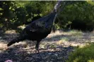  ?? Photograph: Courtesy Guy Churchward ?? Cupid is ‘still accepted by he flock’ despite the additional appendage sticking out.