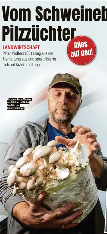  ?? ?? Pilzbauer Peter Wolters aus Midlum prüft die Qualität der Kräutersei­tlinge.