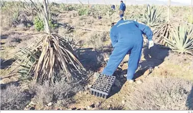  ?? D. A. ?? Plantación de azufaifos mediante proyectos medioambie­ntales.