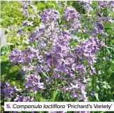  ??  ?? 5. Campanula lactiflora ‘Prichard’s Variety’