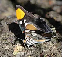  ?? PHOTO BY BOBBY WOOD ?? A California Sister butterfly gathers minerals from mud.