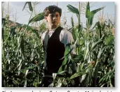  ??  ?? Ein Junge und sein selbst gepflanzte­r Mais, das ist doch Idylle pur - oder nicht?