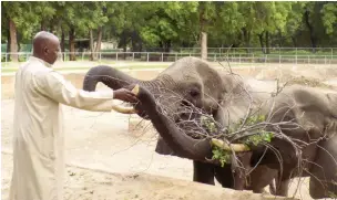  ?? PHOTO: Uthman Abubakar ?? Bukar Babagana feeding two of the elephants
