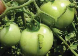  ??  ?? The tomato fruit worm bores into the petioles, flower buds and flowers, and fruits of tomato plants.