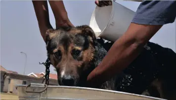  ?? PICTURE: TIMOTHY BERNARD ?? KEEPING CLEAN: Pebbles, a five-year-old German Shepherd, goes through a flea-dip routine as part of a service made available to the community in Soweto for Internatio­nal Rabies Day today.