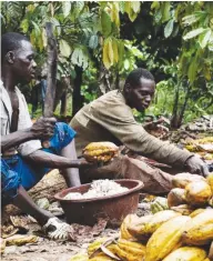  ??  ?? File photo of cocoa workers