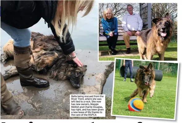  ??  ?? Bella being rescued from the River Trent, where she was left tied to a rock. She now has new owners, Maggie Mellish and Charlie Douglas, top right, and has been given a new lease of life thanks to the care of the RSPCA