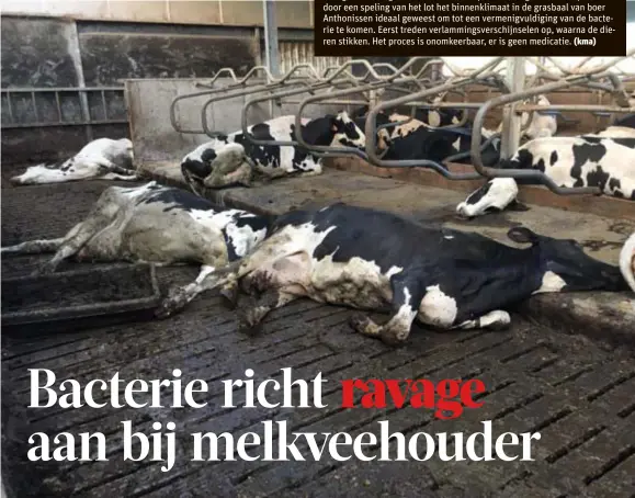  ?? FOTO RUDY ANTHONISSE­N ?? Tientallen koeien per dag stierven in de stal van boer Anthonisse­n. De schade loopt ondertusse­n op tot meer dan 350.000 euro.