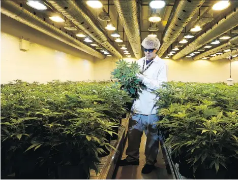  ?? JULIE OLIVER/FILES ?? Canopy Growth Corp., based in Smiths Falls, Ont., turned a profit for the first time, booking $3 million in net income.