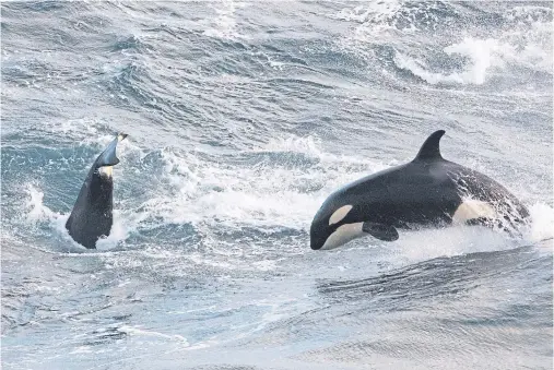  ?? Photograph­s by Dave Gifford ?? THRILL OF THE CHASE: The pod of orcas was spotted at Sumburgh Head and Grutness on Saturday.