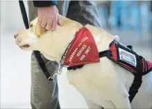  ?? SEAN KILPATRICK THE CANADIAN PRESS ?? Canadian Veterans Service Dog Rex is petted by his owner, veteran Dwayne Sawyer, as they take part in a training session at an Ottawa mall.