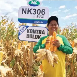  ??  ?? HAPPY CORN PLANTER – Merlinda Malicay is all smiles as she shows the big ears of NK306BtGT that she harvested from her farm in Dalwangan, Malaybalay City. Before planting the new variety, she usually got poor harvest from her corn crop because of the...