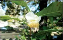  ??  ?? from which we get tea — Camellia sinensis — grows readily in southern Arkansas.