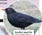  ??  ?? Scatter seed for groundfeed­ers like blackbirds